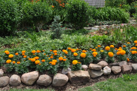 Marigold Border For Garden